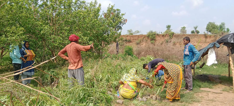 Planting trees